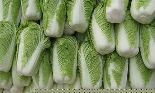 白菜资讯大全